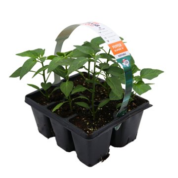 H-E-B Texas Roots Jalapeno M Pepper Plant