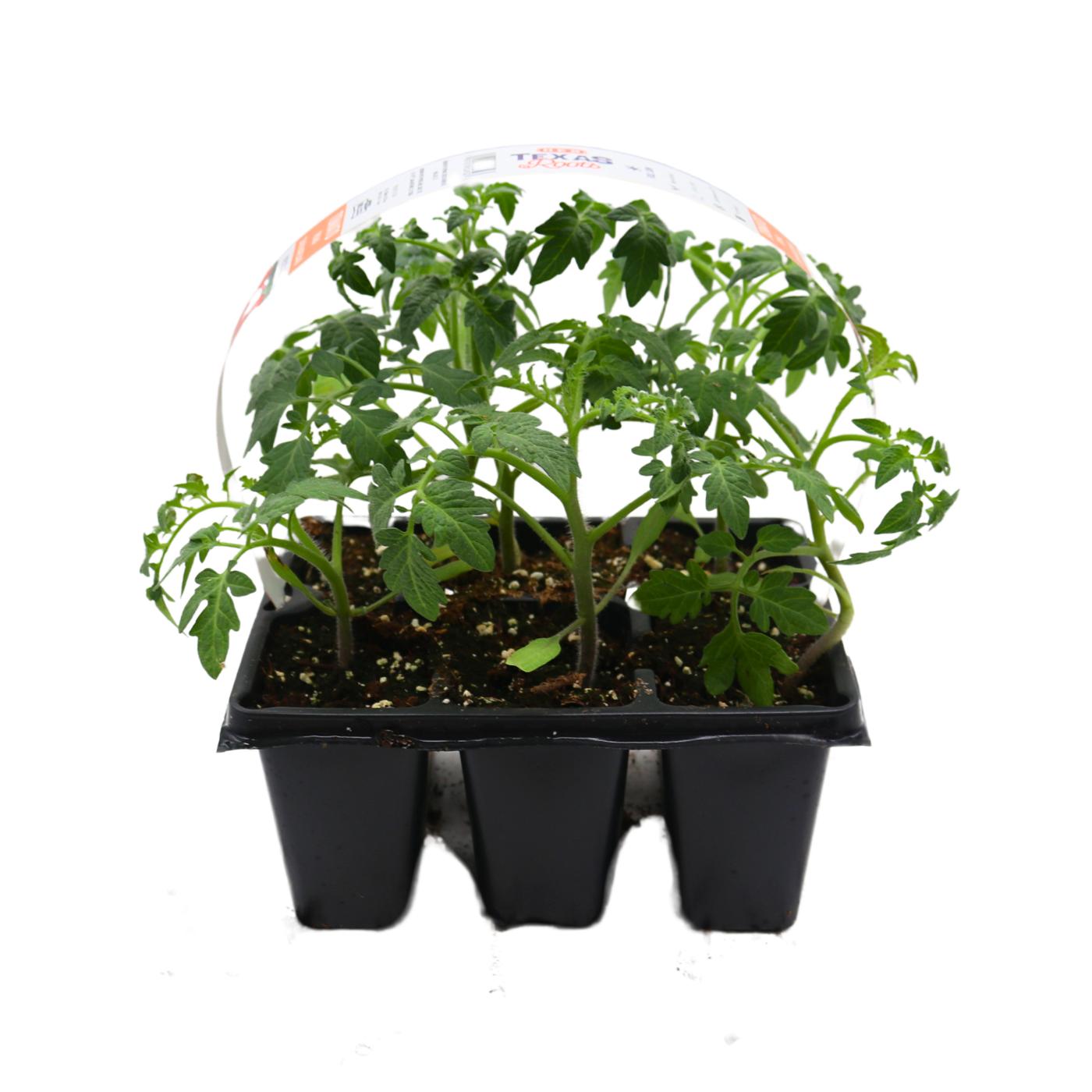 H-E-B Texas Roots San Marzano Roma Tomato Plant; image 1 of 3