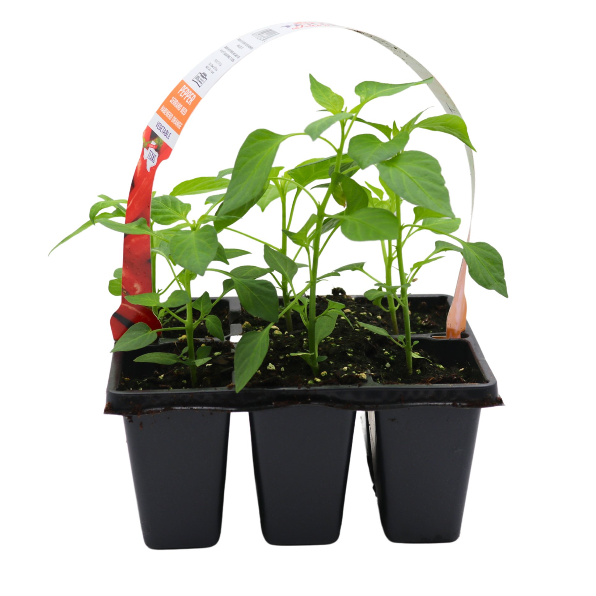 HEB Texas Roots Red Serrano And Orange Habanero Pepper Plant Shop