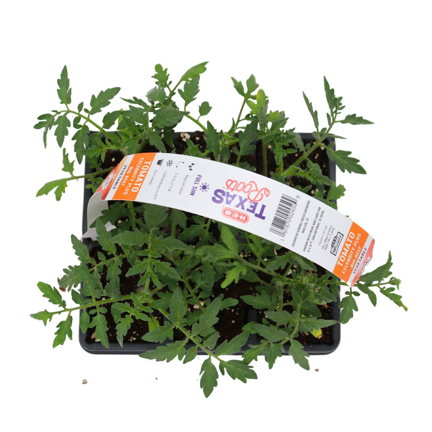 HEB Texas Roots Celebrity Plus Big Beef Tomato Plant Shop Potted