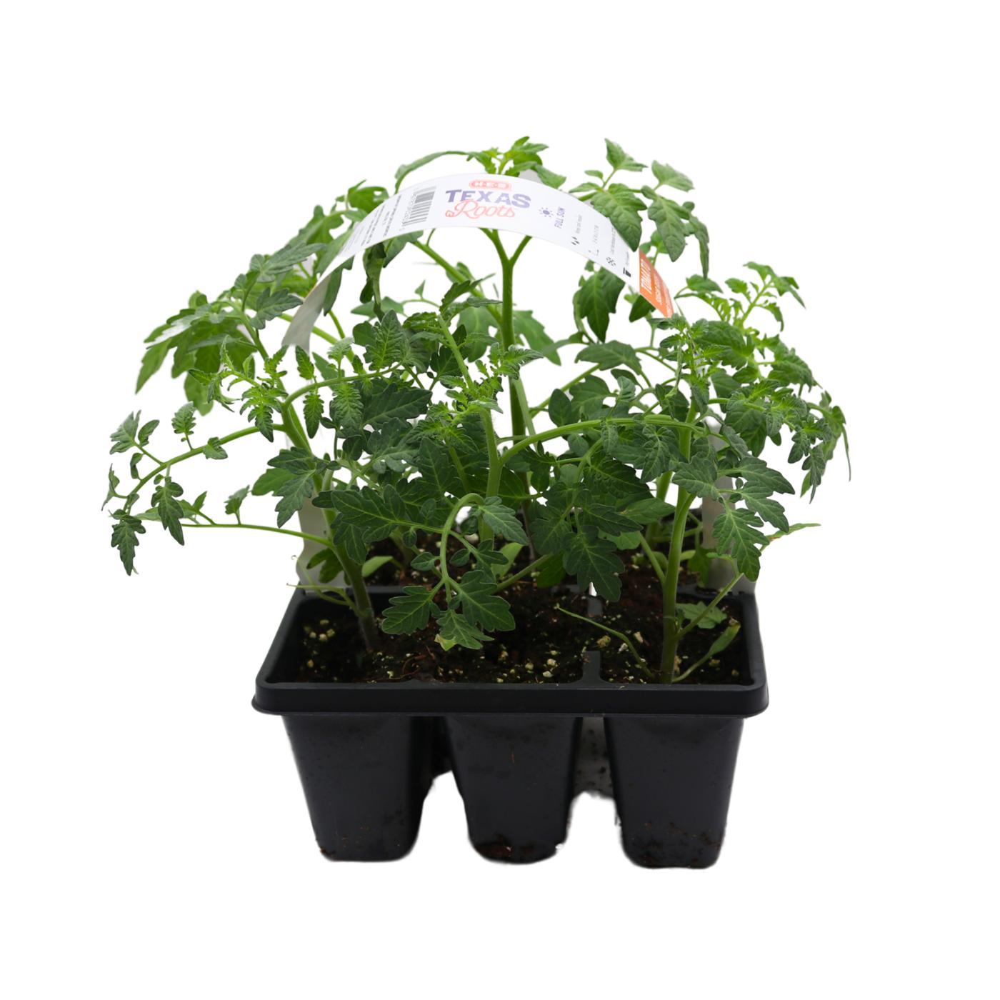 H-E-B Texas Roots Sugar Rush And Super Sweet 100 Tomato Plant; image 1 of 3