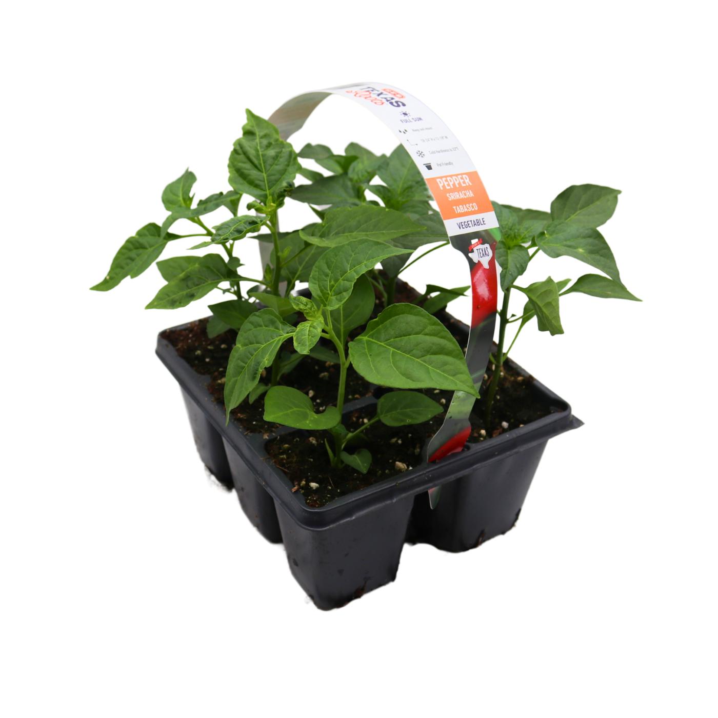 H-E-B Texas Roots Sriracha And Tabasco Pepper Plant - Shop Potted ...