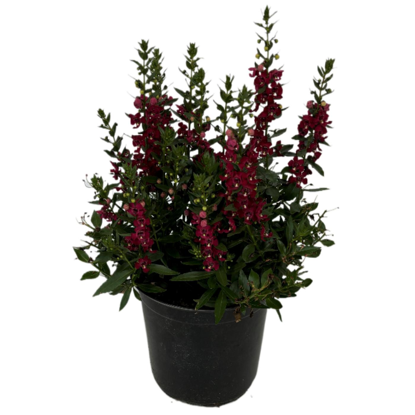 H-E-B Texas Roots Ruby Sangria Angelonia ; image 1 of 2