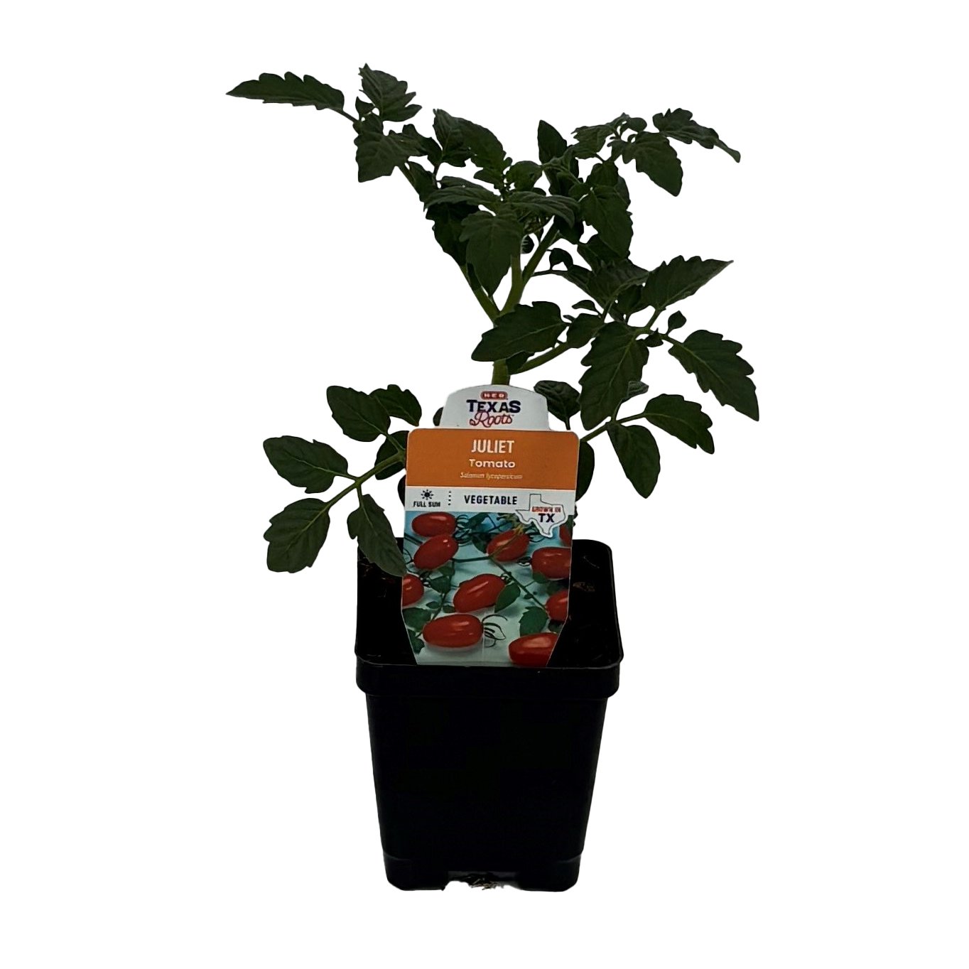 H-E-B Texas Roots Juliet Tomato Plant - Shop Potted plants at H-E-B