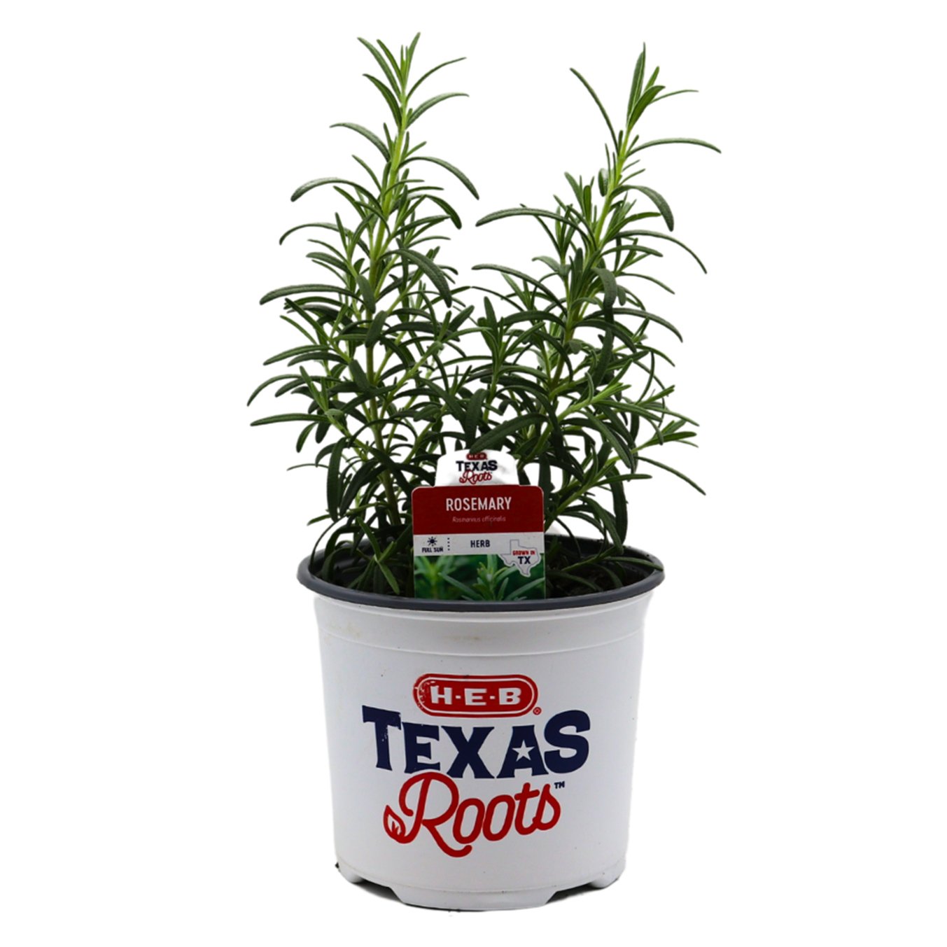 HEB Texas Roots Rosemary Herb Shop Potted plants at HEB