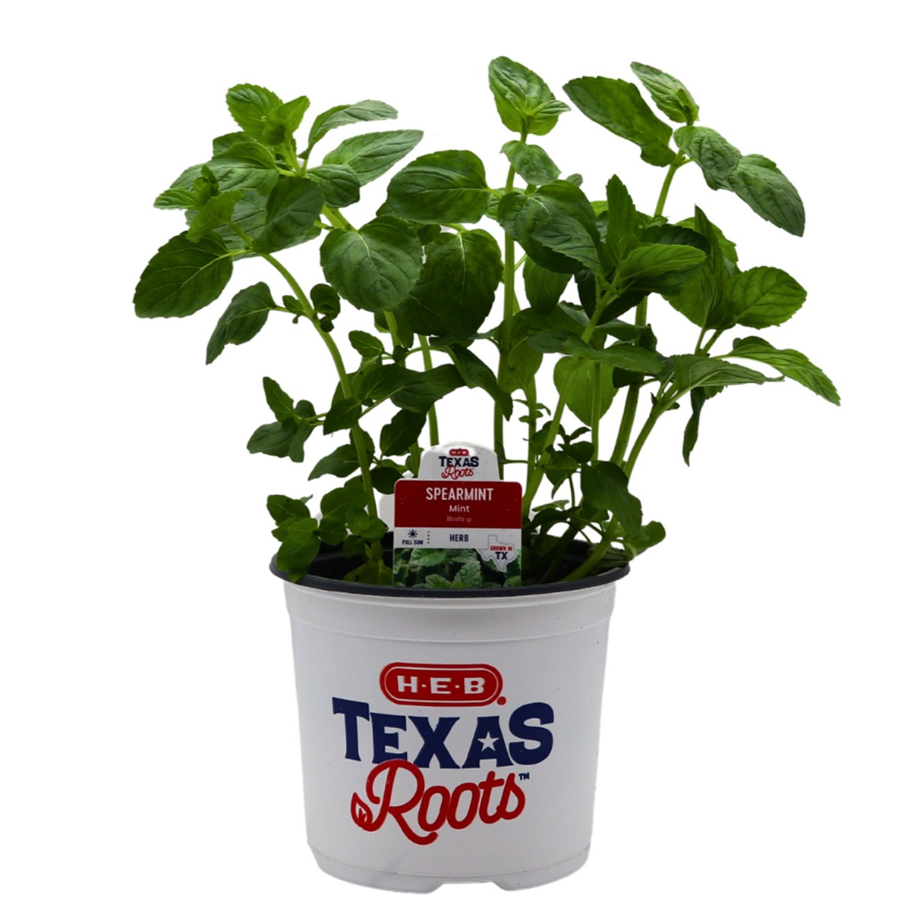 HEB Texas Roots Spearmint Mint Herb Shop Potted plants at HEB