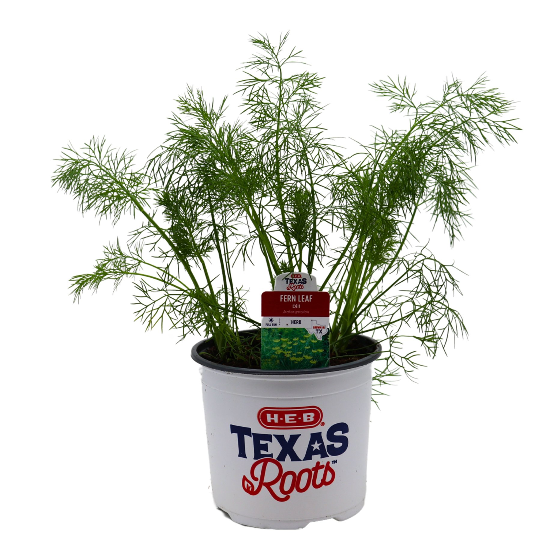 HEB Texas Roots Fern Leaf Dill Herb Shop Potted plants at HEB