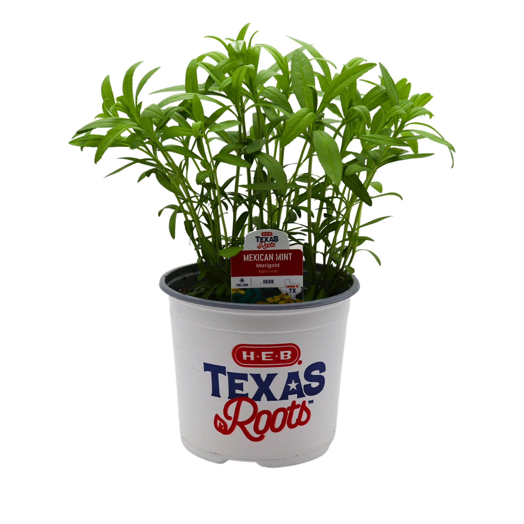 H-E-B Texas Roots Herbs - Mexican Mint Marigold - Shop Potted Plants At ...