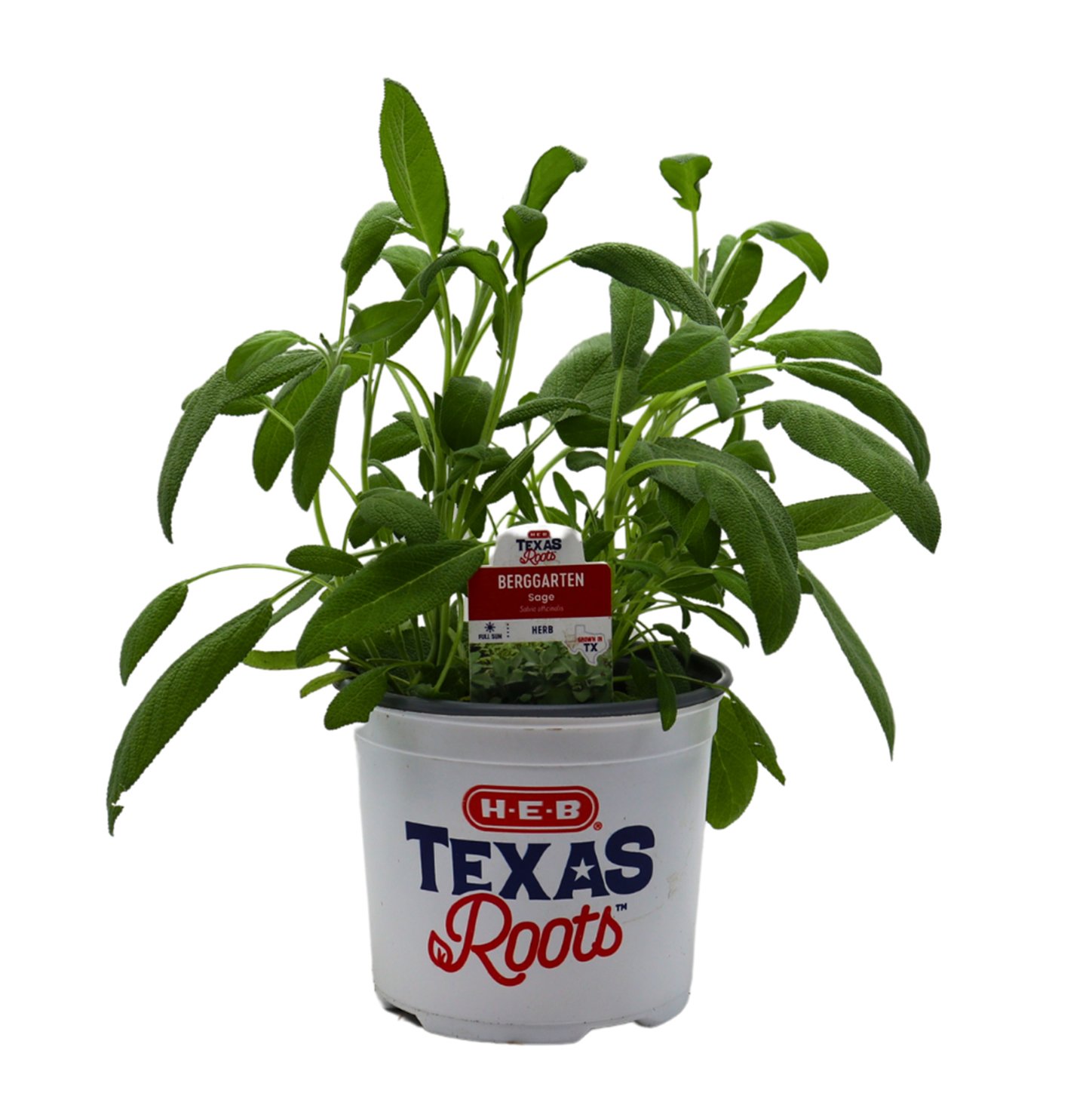 HEB Texas Roots Sage Berggarten Herb Shop Potted Plants at HEB