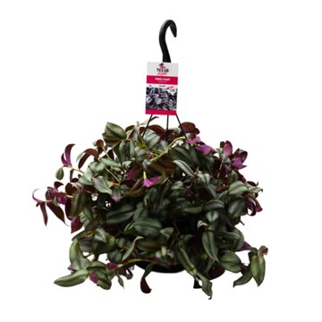 H-E-B Texas Roots Purple Heart Hanging Basket, 10''