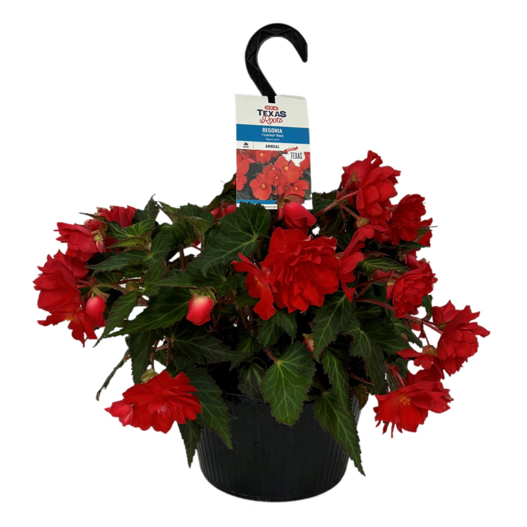 H-E-B Texas Roots I'conia Red Begonia Hanging Basket - Shop Potted ...