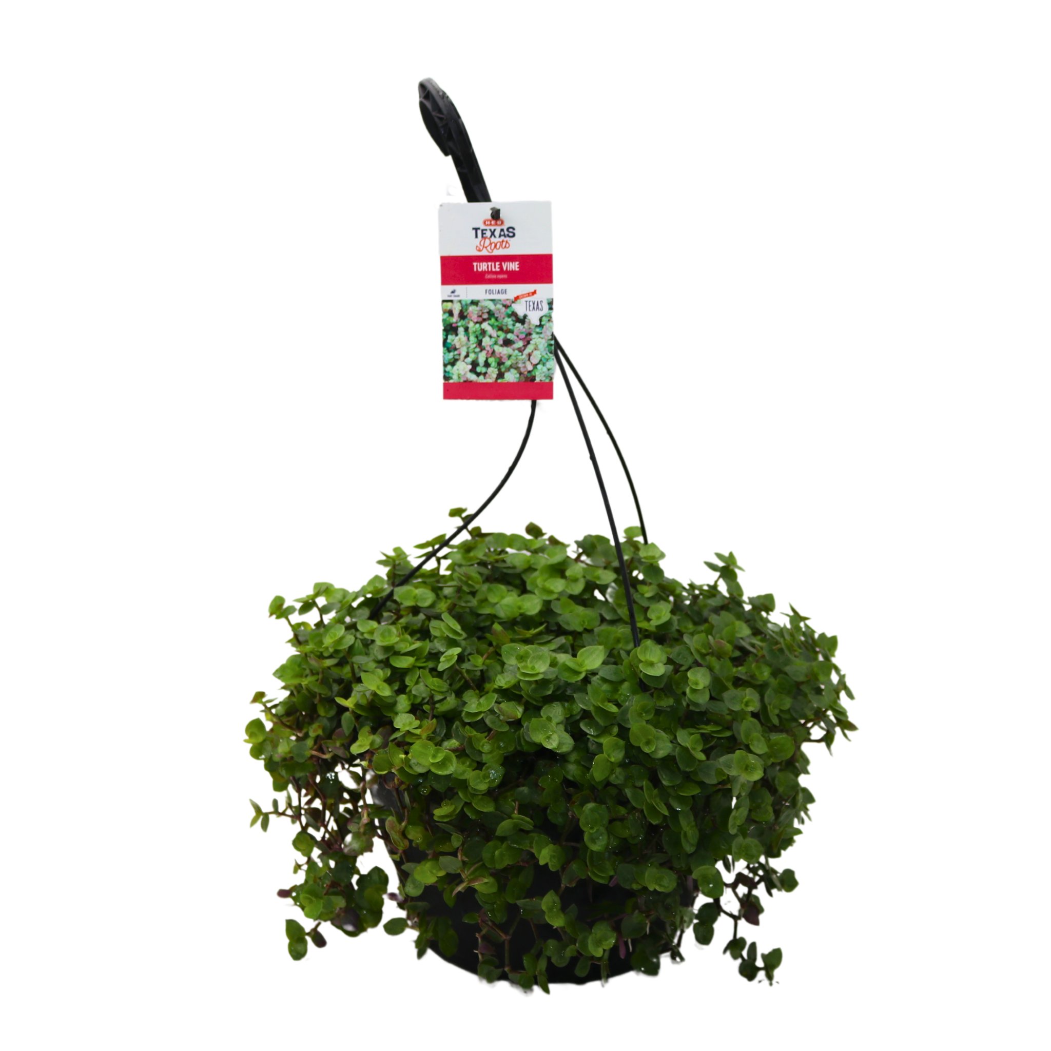 HEB Texas Roots Turtle Vine Hanging Basket