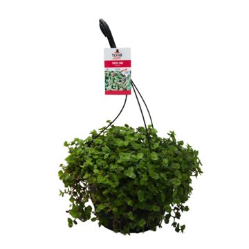 H-E-B Texas Roots Turtle Vine Hanging Basket, 10''
