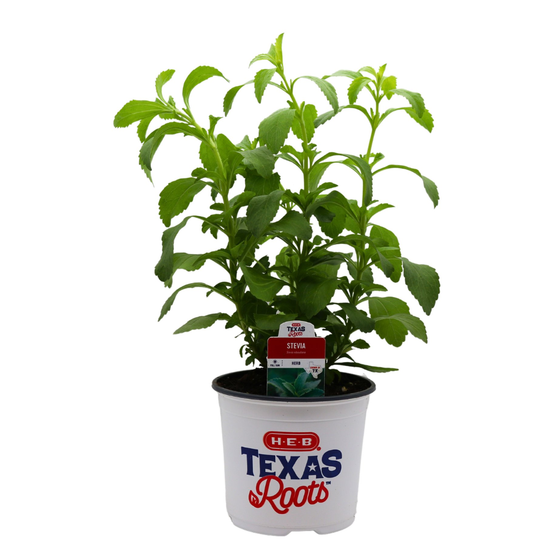 H-E-B Texas Roots Stevia Sweetleaf - Shop Potted plants at H-E-B