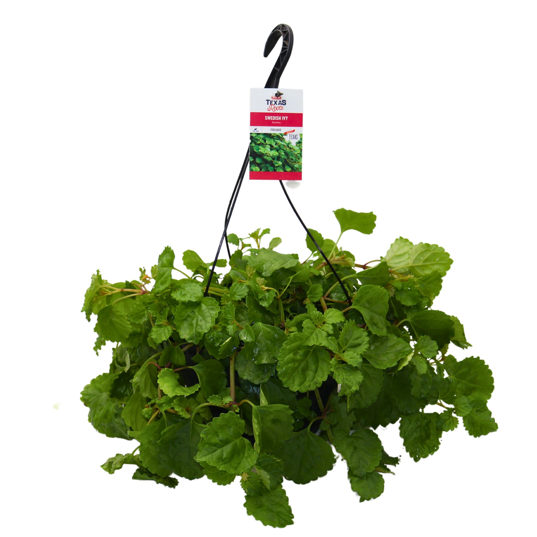 H-E-B Texas Roots Swedish Ivy Hanging Basket - Shop Potted Plants At H-E-B