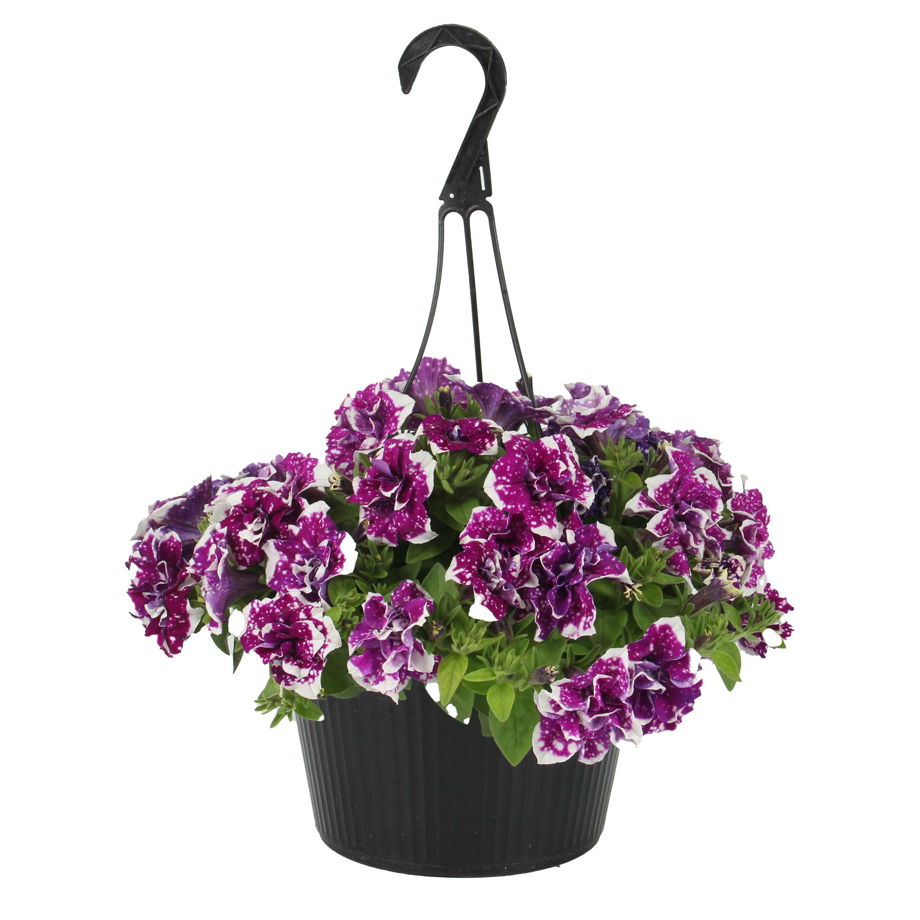 H-E-B Texas Roots Magenta Sky Hanging Basket - Shop Potted Plants at H-E-B