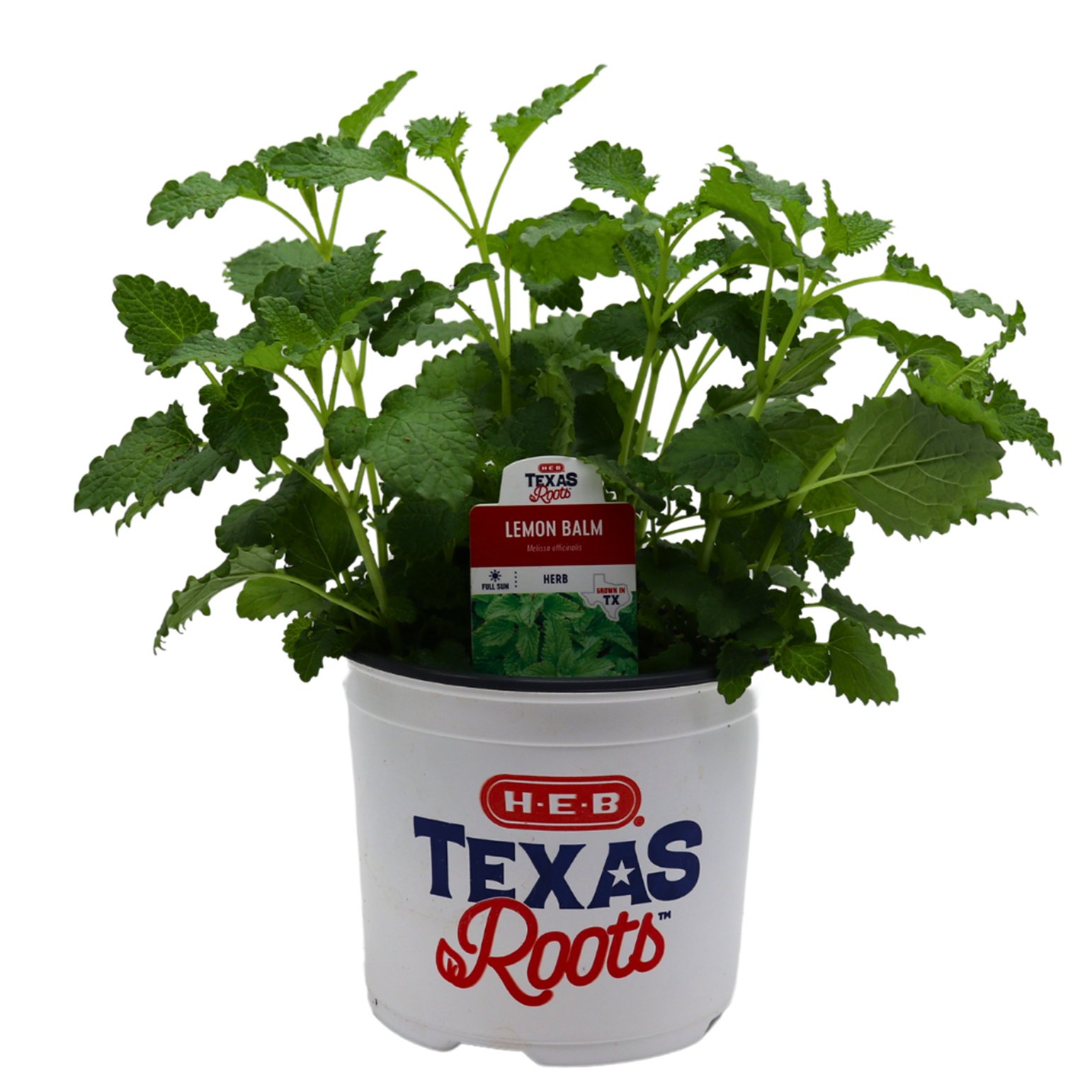 HEB Texas Roots Lemon Balm Herb Shop Potted Plants at HEB