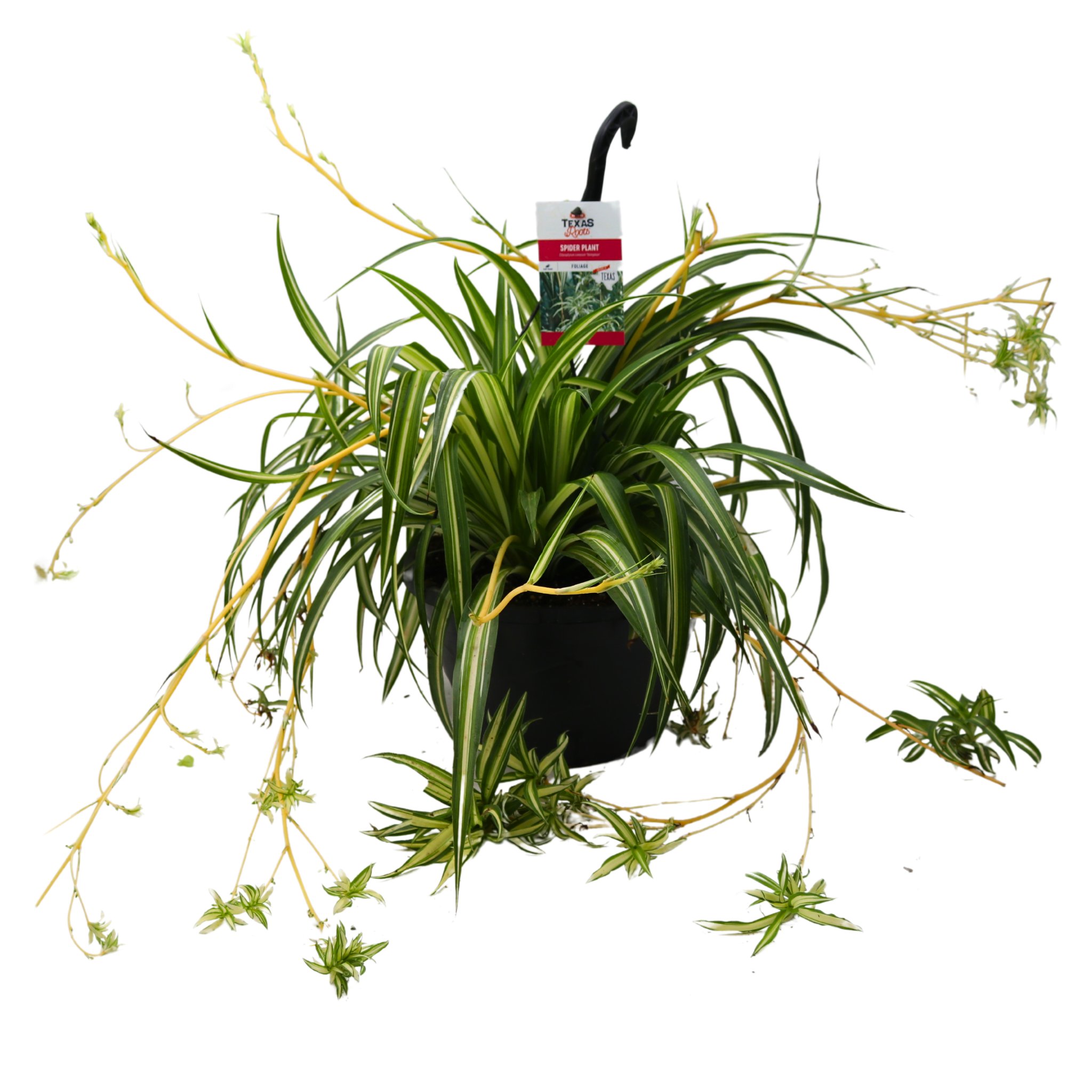 HEB Texas Roots Spider Plant Hanging Basket Shop Potted plants at HEB