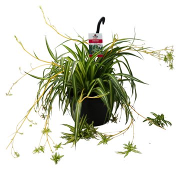 H-E-B Texas Roots Spider Plant Hanging Basket, 10''