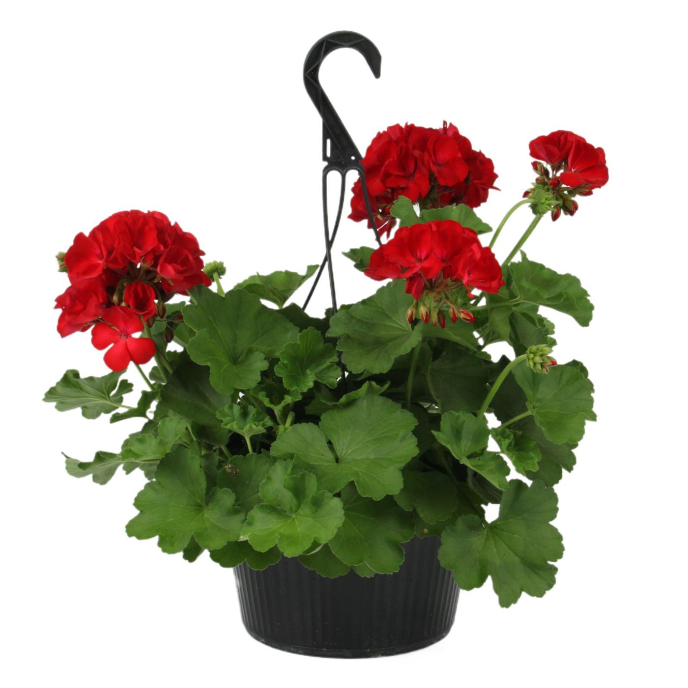 H-E-B Texas Roots Red Geranium Hanging Basket; image 1 of 3