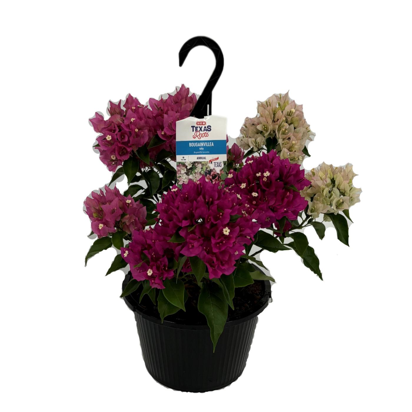 H-E-B Bougainvillea Mix Hanging Basket; image 1 of 3