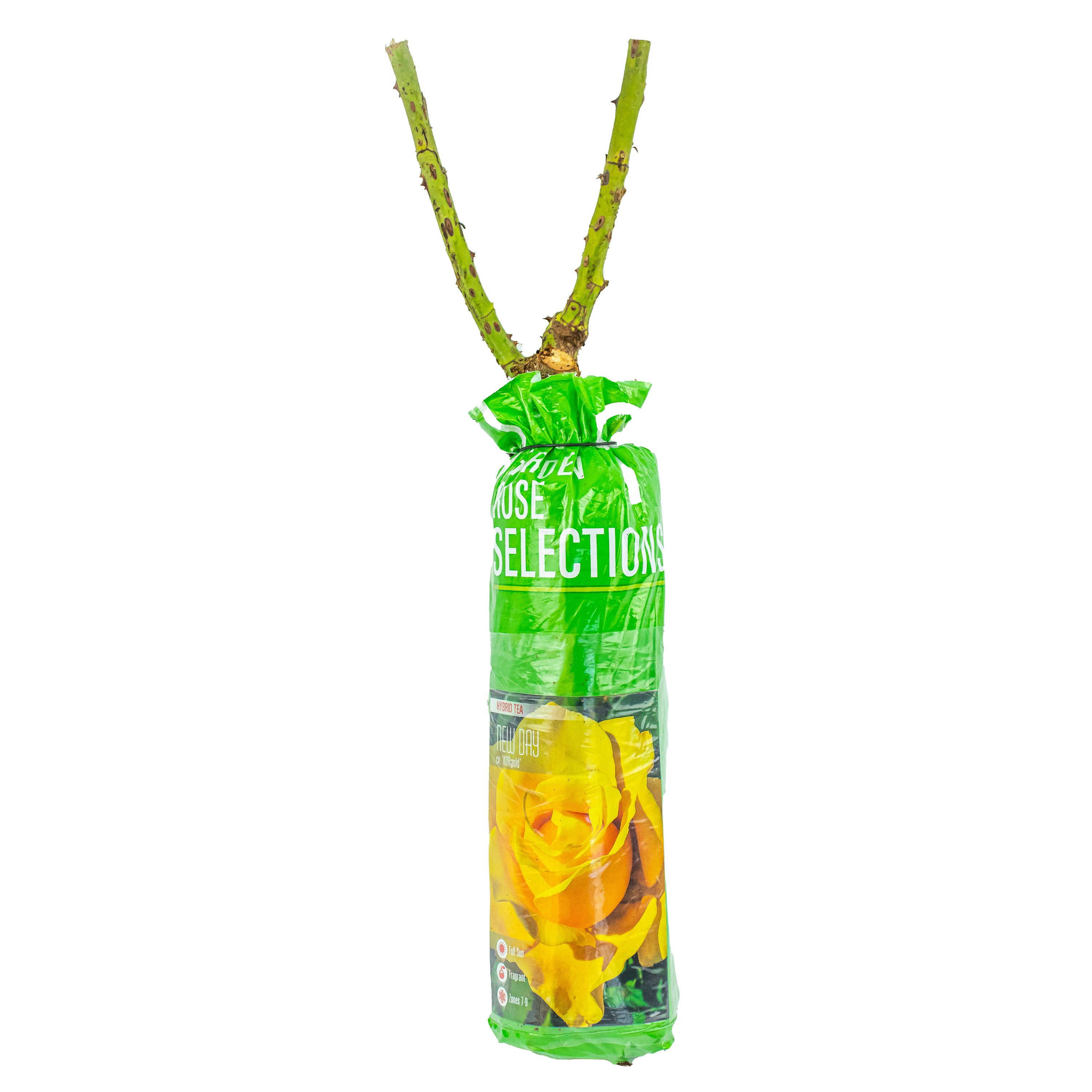 Certified Roses Yellow Rose Of Texas - Shop Potted plants at Certified Roses Yellow Rose Of Texas - Shop Potted plants at