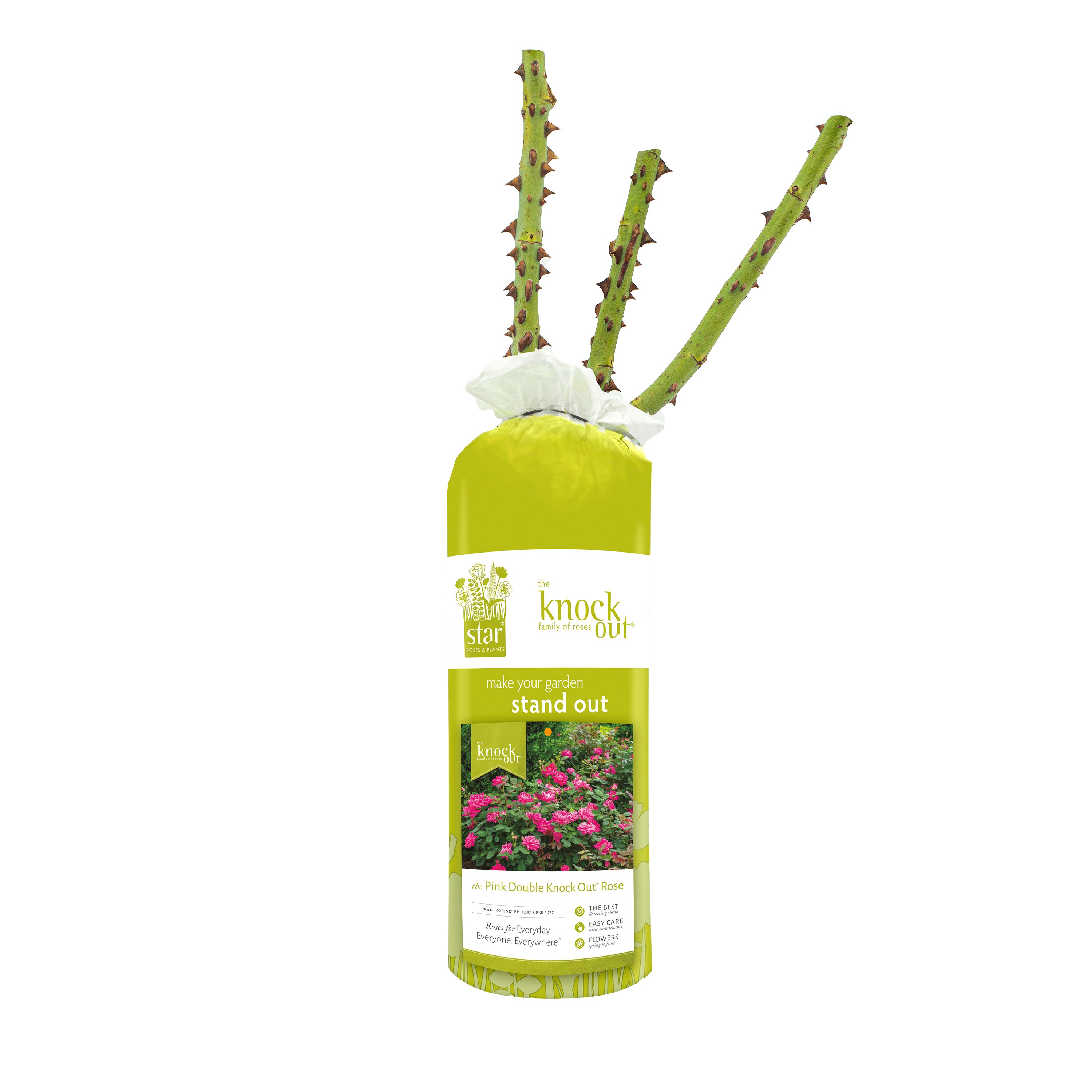 Certified Roses Double Knock Out Rose Shop Potted plants at HEB