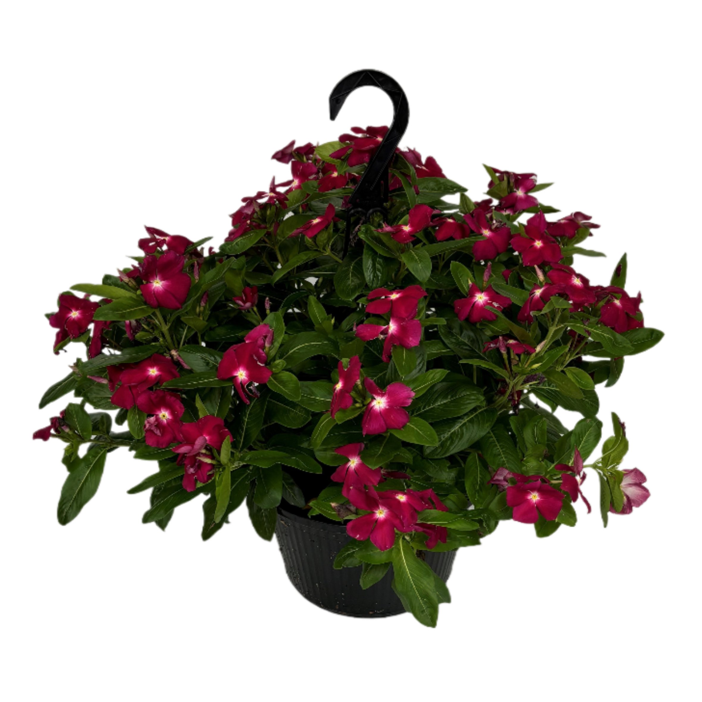 Vincas Hanging Basket Shop Potted Plants at HEB