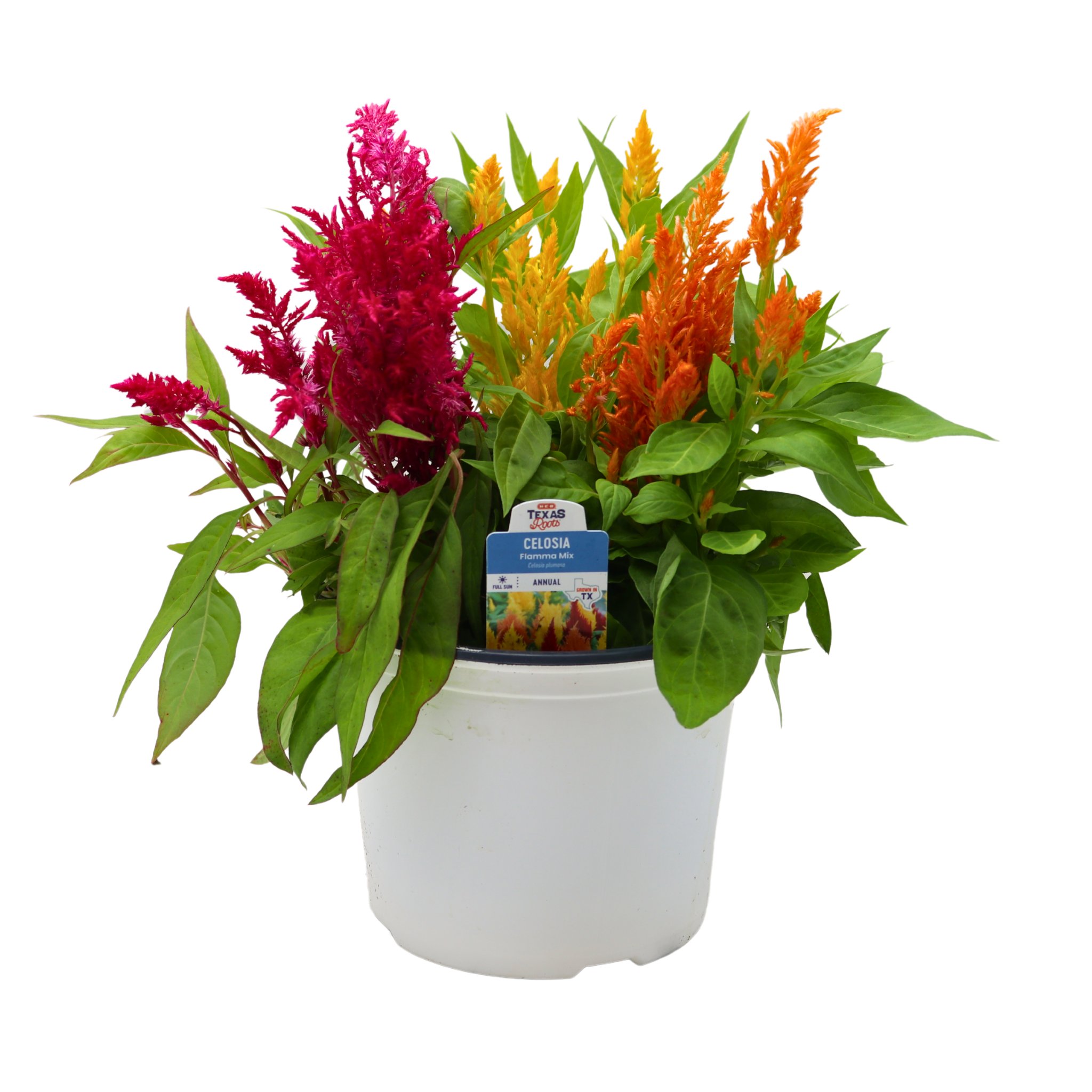 H-E-B Texas Roots Celosia Flamma Mix - Shop Potted plants at H-E-B