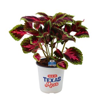 H-E-B Texas Roots Coleus Kong Red Plant, 8''