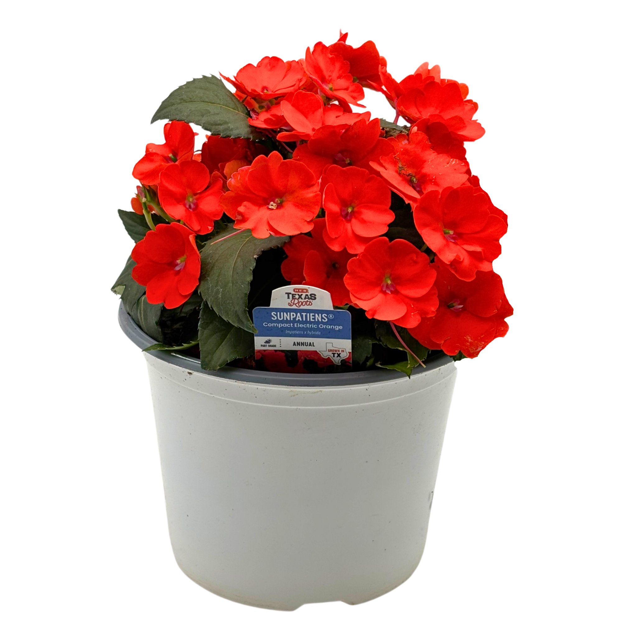 H-E-B Texas Roots Sunpatiens Electric Orange - Shop Potted plants