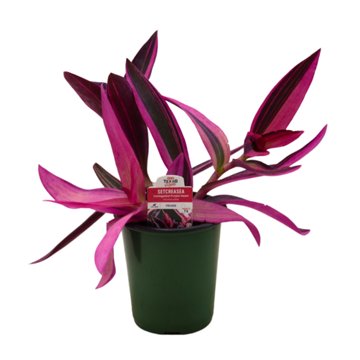 H-E-B Texas Roots Setcreasea Purple Heart Plant, 1 qt