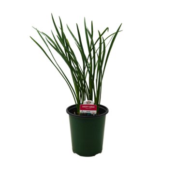 H-E-B Texas Roots Society Garlic Plant, 1 qt