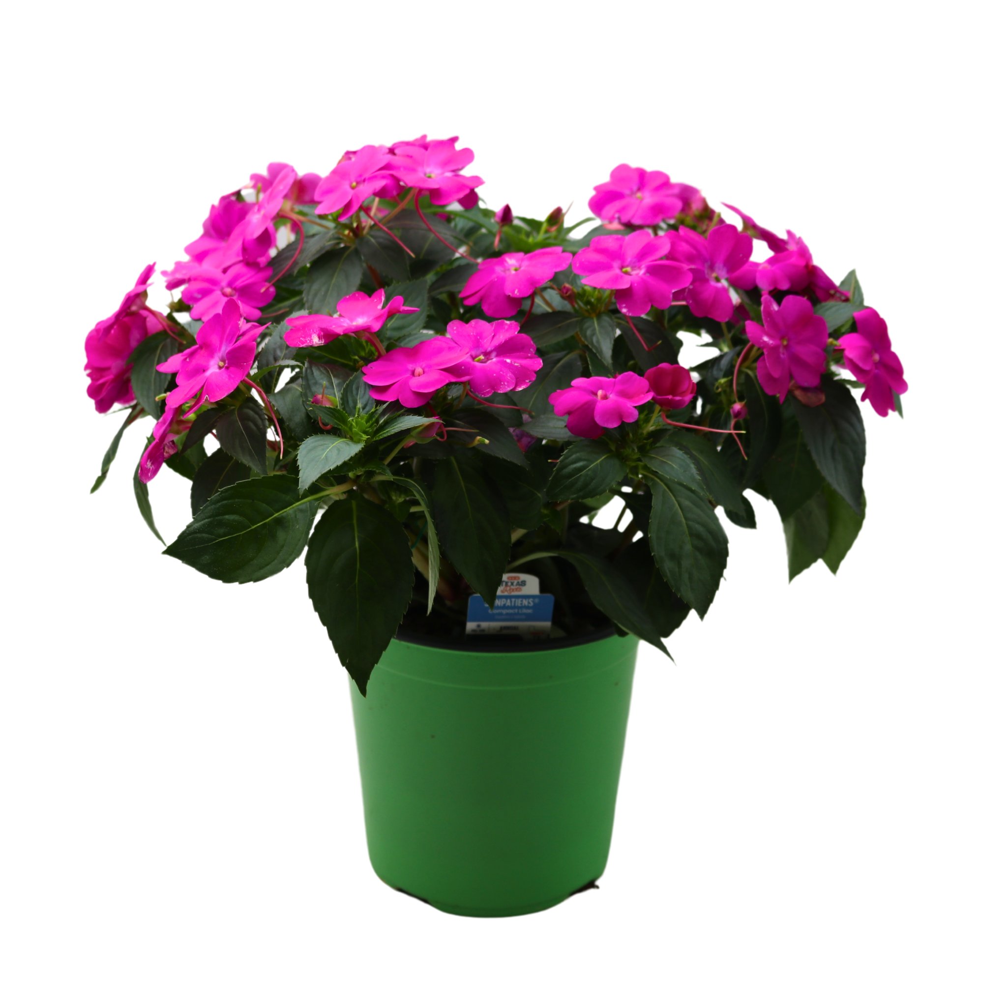 H-E-B Texas Roots Sunpatiens Lilac - Shop Potted plants at H-E-B