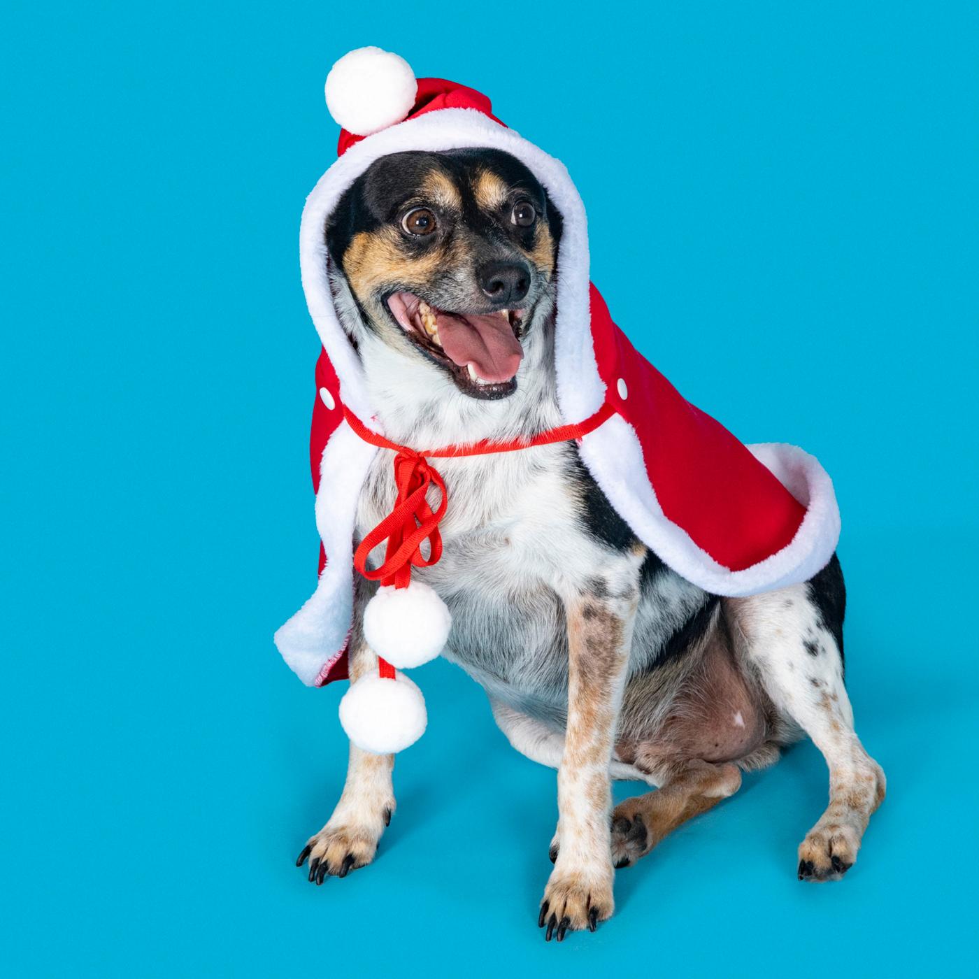 Woof & Whiskers Santa Cloak Medium; image 4 of 4