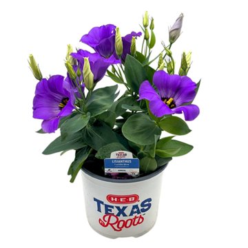 H-E-B Texas Roots Lisianthus Florida Blue, 6''