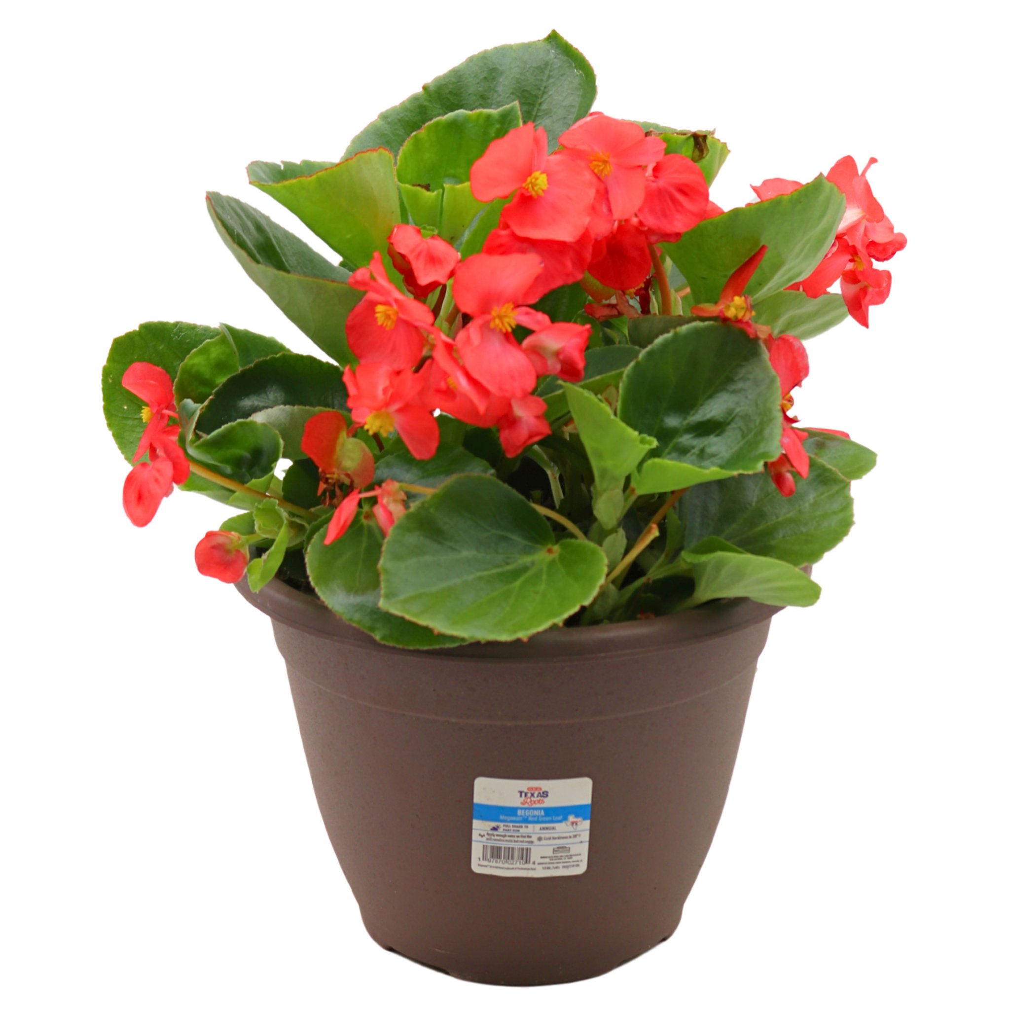 H-E-B Texas Roots Begonia Megawatt - Shop Potted plants at H-E-B