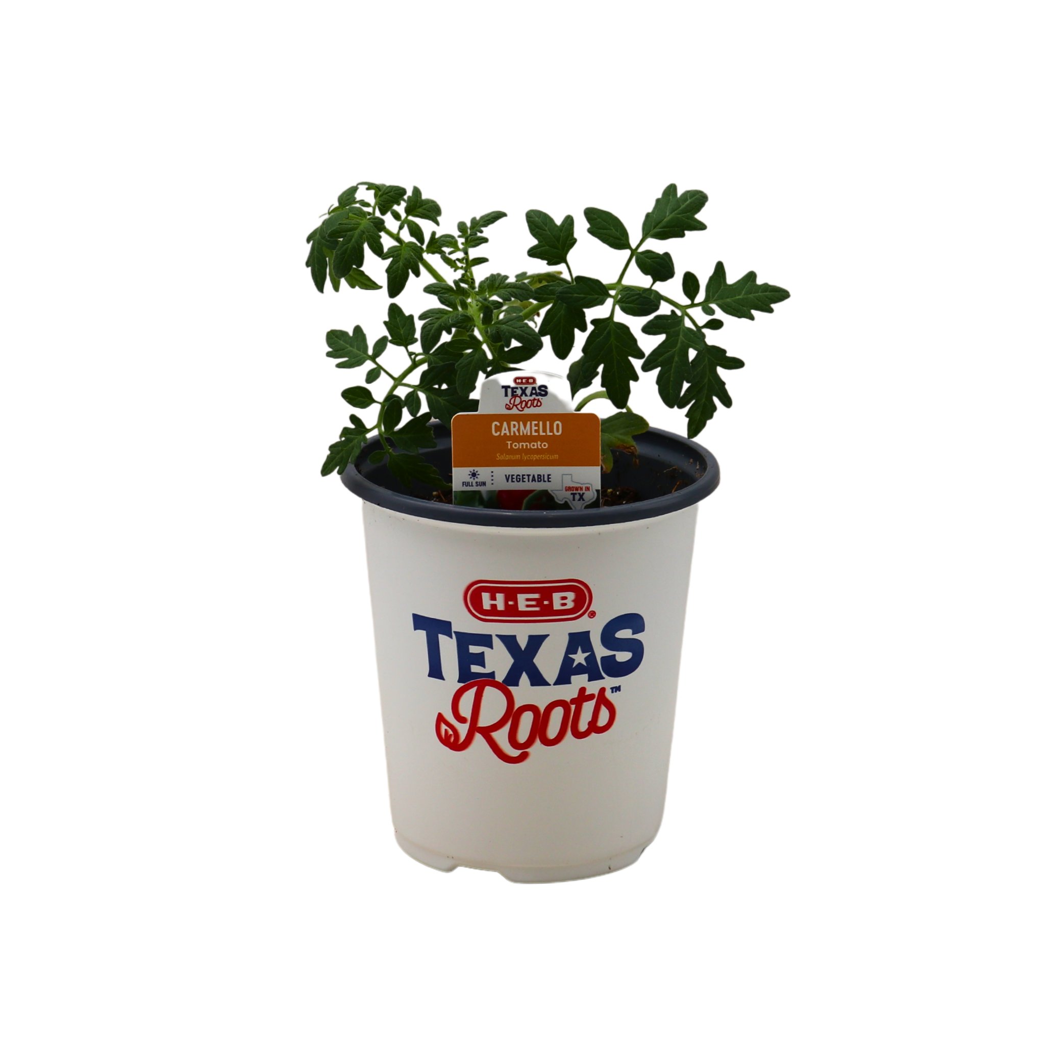 H-E-B Texas Roots Carmello Tomato Plant - Shop Potted plants at H-E-B