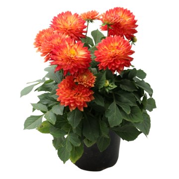 Spring Creek Growers Labella Maggiore Fun Flame Dahlia, 8''