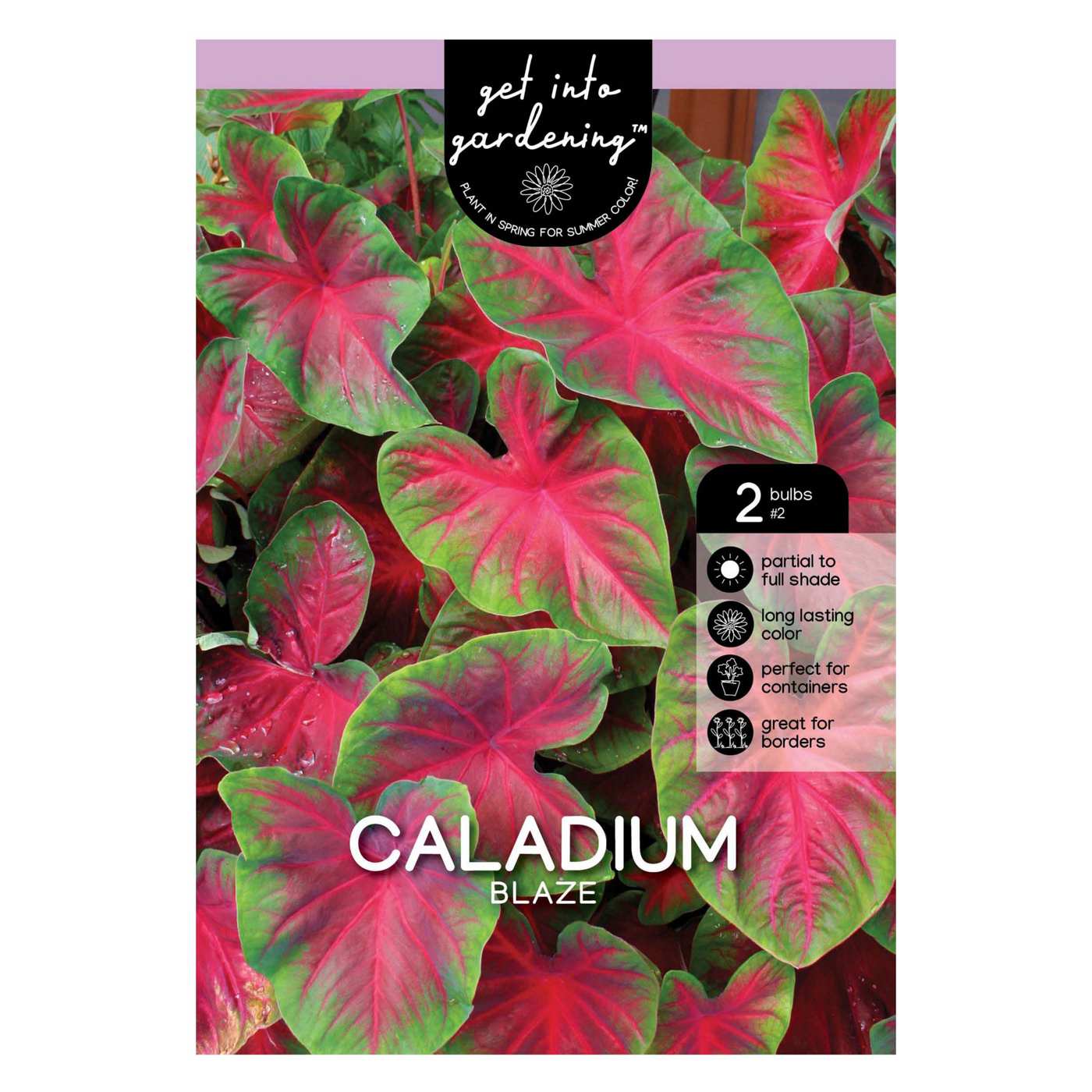 Caladium Blaze Bulbs; image 1 of 2