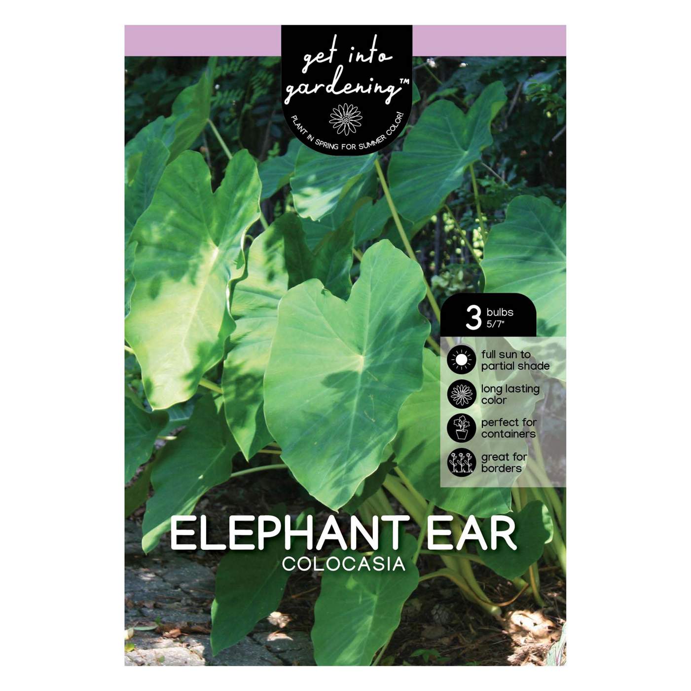 Elephant Ear; image 1 of 2