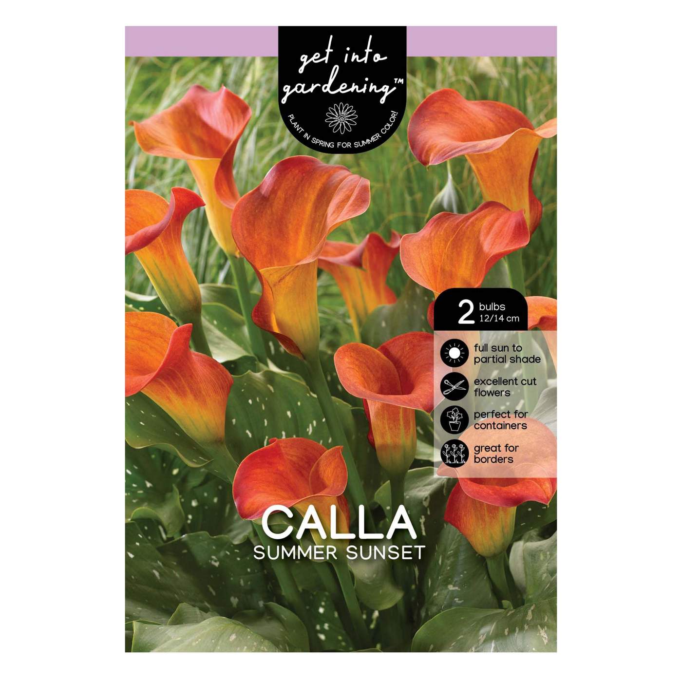 Calla Lily Summer Sunset Bulbs; image 1 of 2