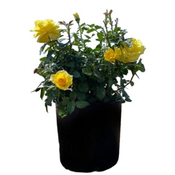 Greenleaf Nursery Assorted Yellow Rose, 3 gal