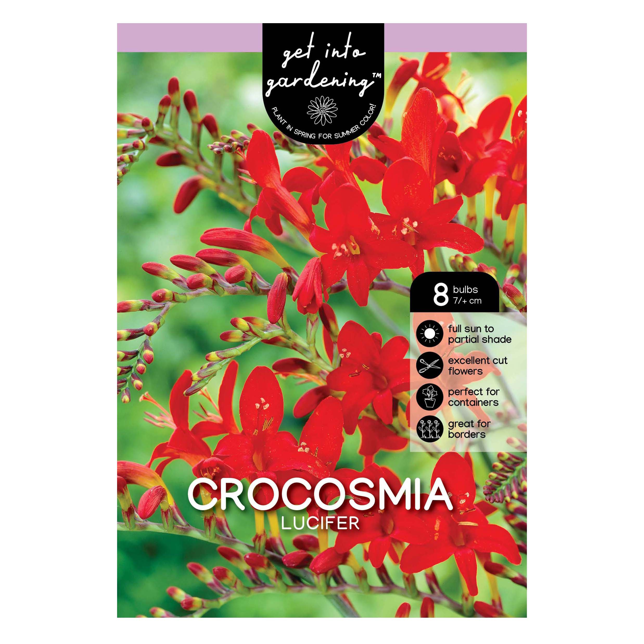 Crocosmia 'Lucifer' – Ballyrobert Gardens