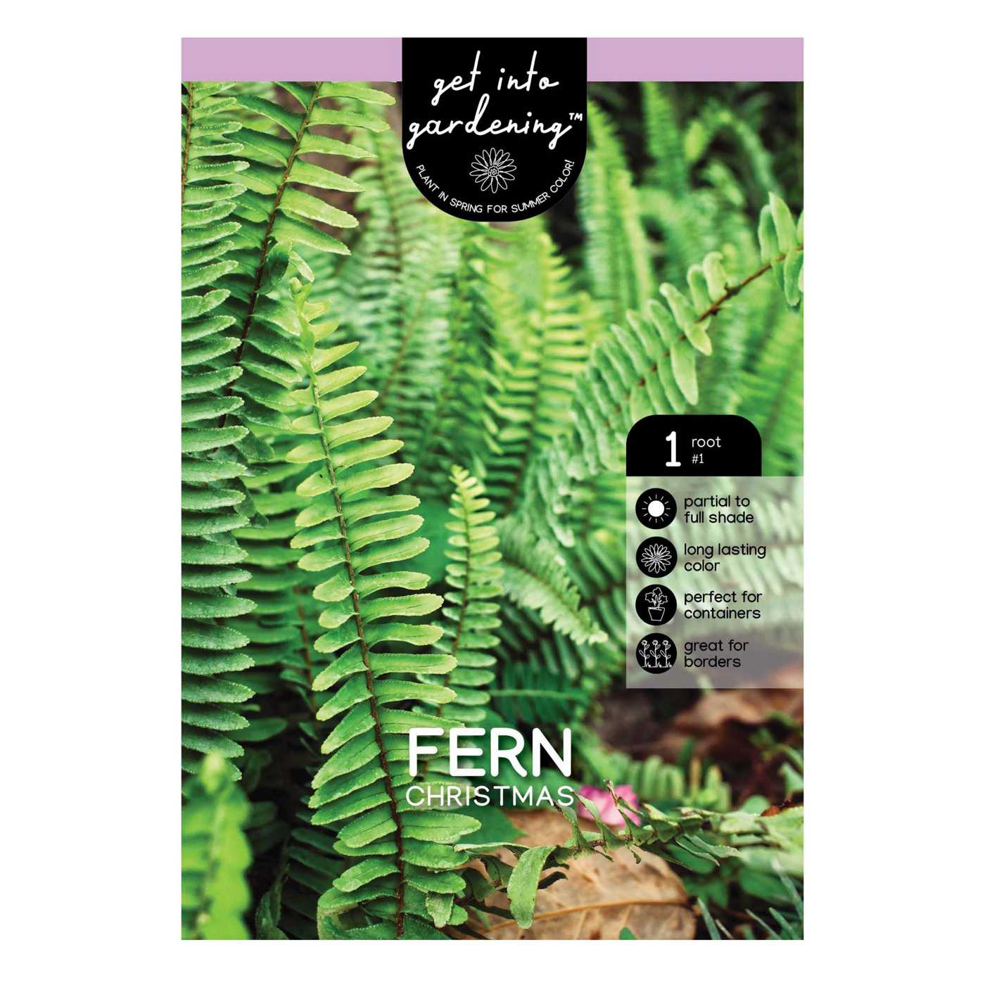 Fern Christmas; image 1 of 2