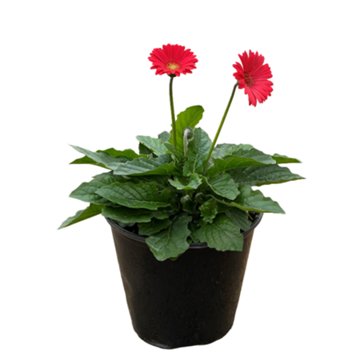 Live Goods Assorted Pink Gerber Daisy, 2 gal