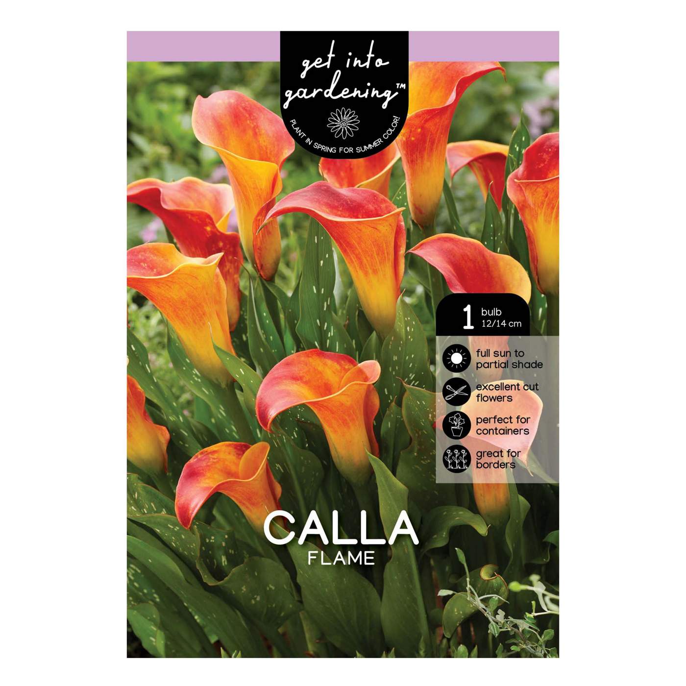 Calla Lily Flame Bulb; image 1 of 2