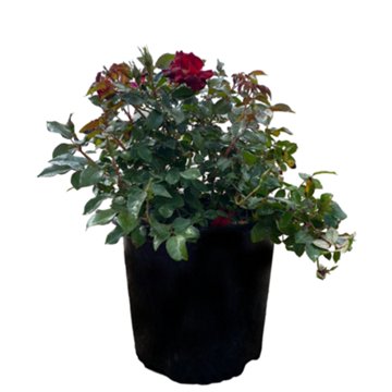 Greenleaf Nursery Assorted Red Rose, 3 gal