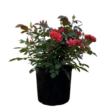 Greenleaf Nursery Assorted Red Rose, 3 gal