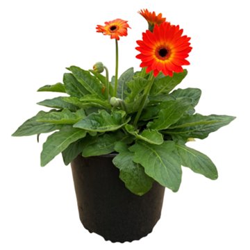 Live Goods Assorted Orange Gerber Daisy, 2 gal